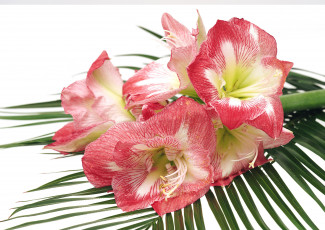 Картинка цветы амариллисы гиппеаструмы