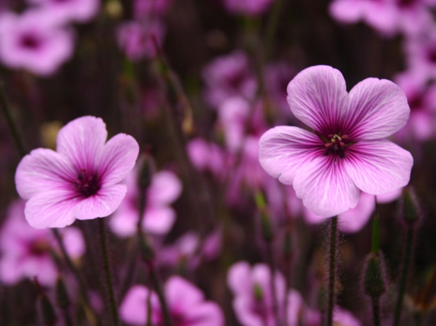 Обои картинки фото цветы