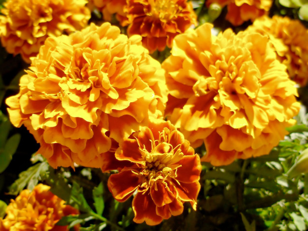 Обои картинки фото цветы, бархатцы