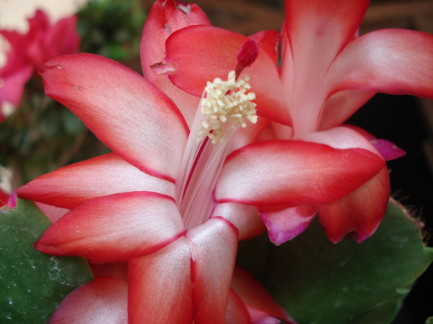 Обои картинки фото цветы, кактусы