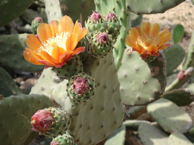 Обои картинки фото цветы, кактусы