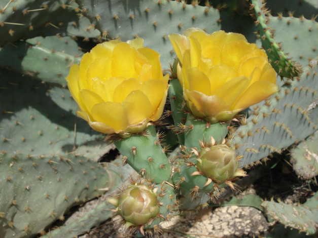 Обои картинки фото цветы, кактусы