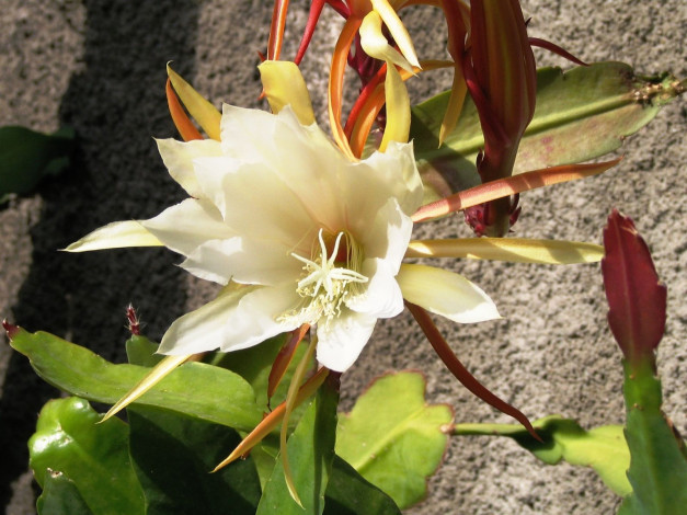 Обои картинки фото цветы, кактусы