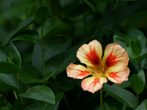 Обои картинки фото цветы, настурции