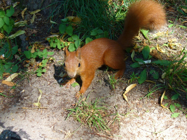 Обои картинки фото животные, белки