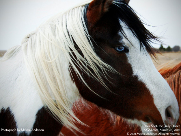 Обои картинки фото животные, лошади