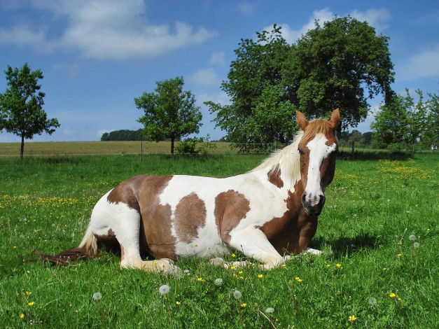 Обои картинки фото животные, лошади