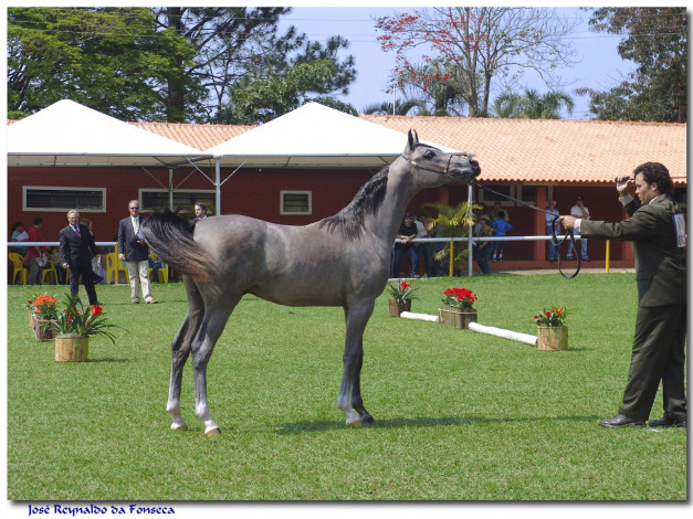 Обои картинки фото животные, лошади