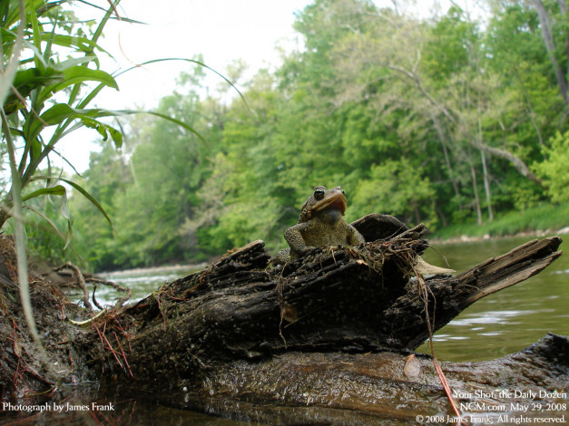 Обои картинки фото животные, лягушки