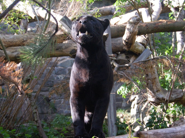 Обои картинки фото животные, пантеры