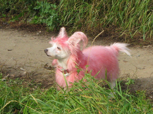 Обои картинки фото животные, собаки