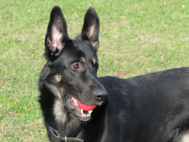 Обои картинки фото животные, собаки