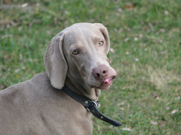 Обои картинки фото животные, собаки