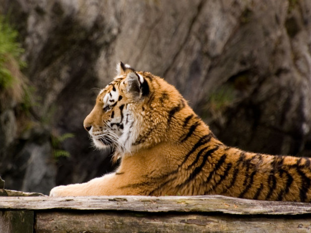 Обои картинки фото животные, тигры