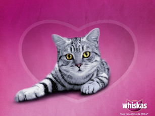 обоя бренды, whiskas