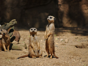 Картинка животные сурикаты