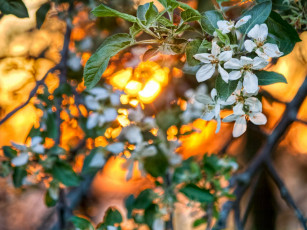 Картинка цветы цветущие деревья кустарники цветение