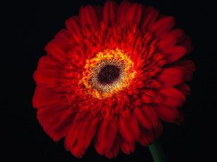 Картинка цветы герберы большой круглый красный