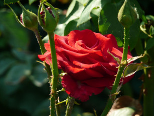 Картинка цветы розы бутоны