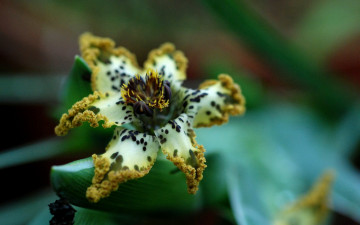 Картинка ferraria цветы необычный цветок