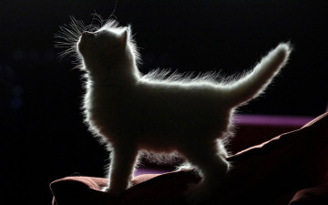 Картинка животные коты котёнок