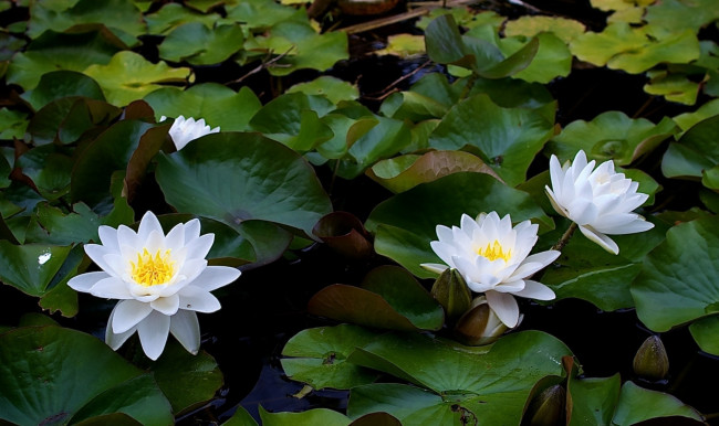 Обои картинки фото цветы, лилии, водяные, нимфеи, кувшинки, листья, белый, вода