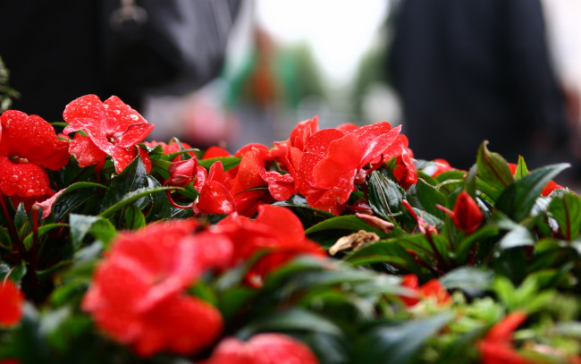 Обои картинки фото цветы, бальзамины, мокрые