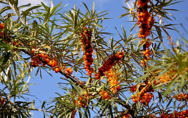 Обои картинки фото облепиха, природа, Ягоды, оранжевые, ягоды, голубое, небо