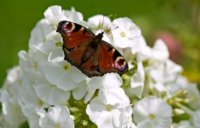 Обои картинки фото животные, бабочки, цветы, крылья