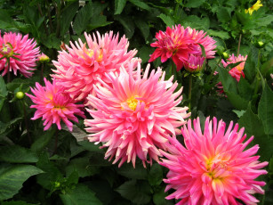 Картинка цветы георгины