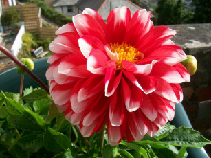 Картинка цветы георгины георгина