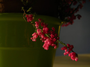 обоя цветы, вереск, эрики, розовый