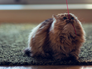 Картинка животные коты нитка benjamin torode daisy