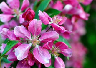 Картинка цветы цветущие деревья кустарники цветение лепестки макро