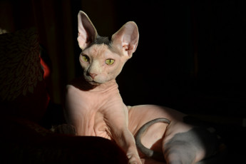 Картинка животные коты сфинкс