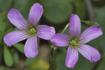 Картинка цветы лепестки