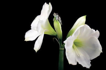 Картинка животные лягушки цветок амарилис лягушонок