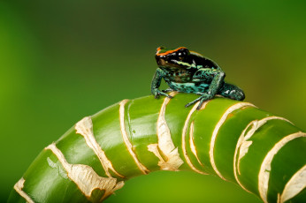 Картинка животные лягушки стебель