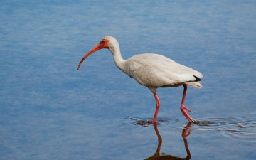 Картинка животные ибисы колпицы вода птица