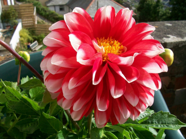 Обои картинки фото цветы, георгины, георгина