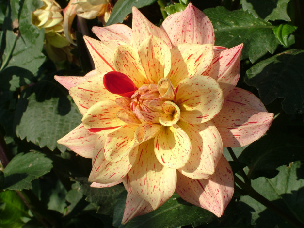 Обои картинки фото цветы, георгины, георгина