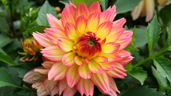 Обои картинки фото цветы, георгины, георгина