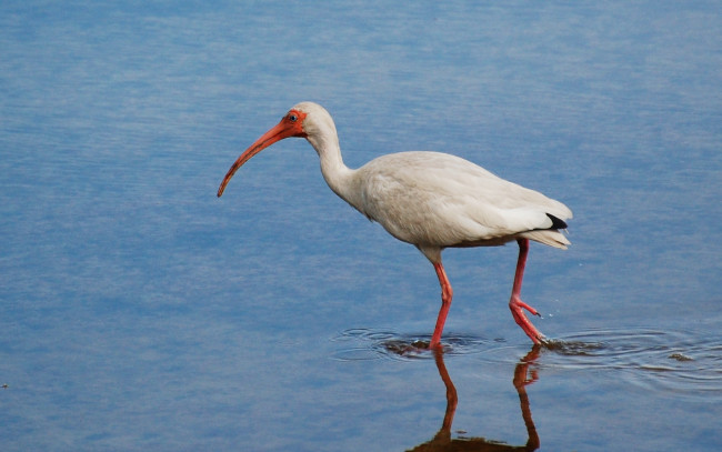 Обои картинки фото животные, ибисы, колпицы, вода, птица
