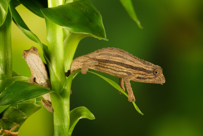 Обои картинки фото животные, хамелеоны, стебель