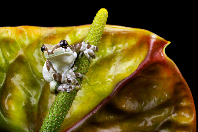 Обои картинки фото животные, лягушки, цветок, фламинго, антуриум