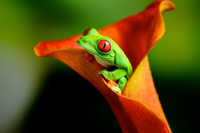 Обои картинки фото животные, лягушки, калла, макро, цветок