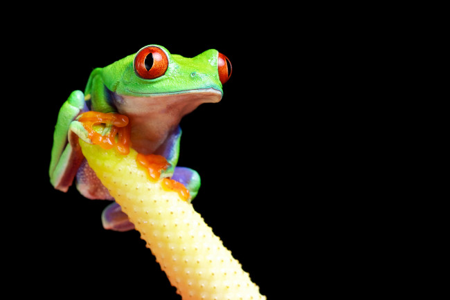 Обои картинки фото животные, лягушки, макро