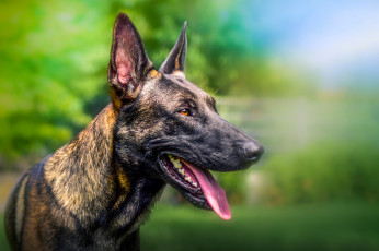 Картинка животные собаки собака боке морда