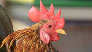 Картинка животные куры +петухи клюв