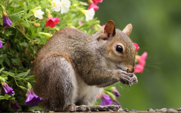 Картинка животные белки глаза